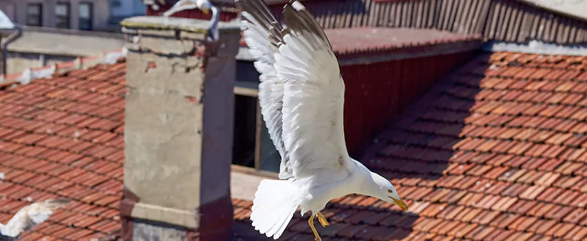 Residential Chimney Animal Removal Solution in Dania Beach, FL